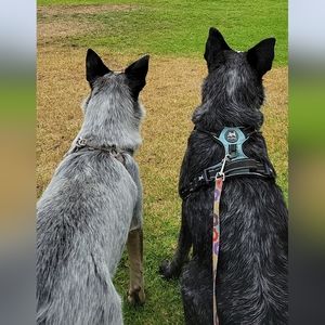 Meet your Posher, Janet